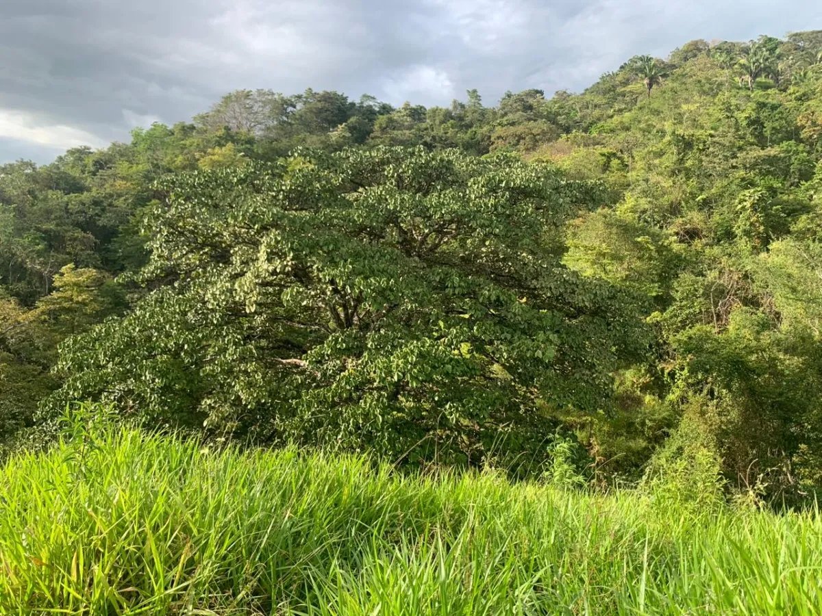 INCREDIBLE OPPORTUNITY TO BUY A LOT OF LAND FOR AN EXCELLENT PRICE. 19 HECTARES (46.95 ACRES) SAN LORENZO, VERAGUAS