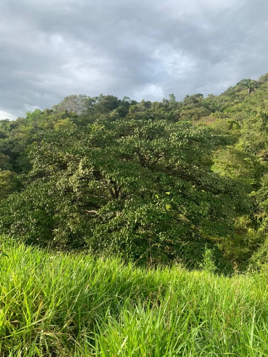INCREDIBLE OPPORTUNITY TO BUY A LOT OF LAND FOR AN EXCELLENT PRICE. 19 HECTARES (46.95 ACRES) SAN LORENZO, VERAGUAS