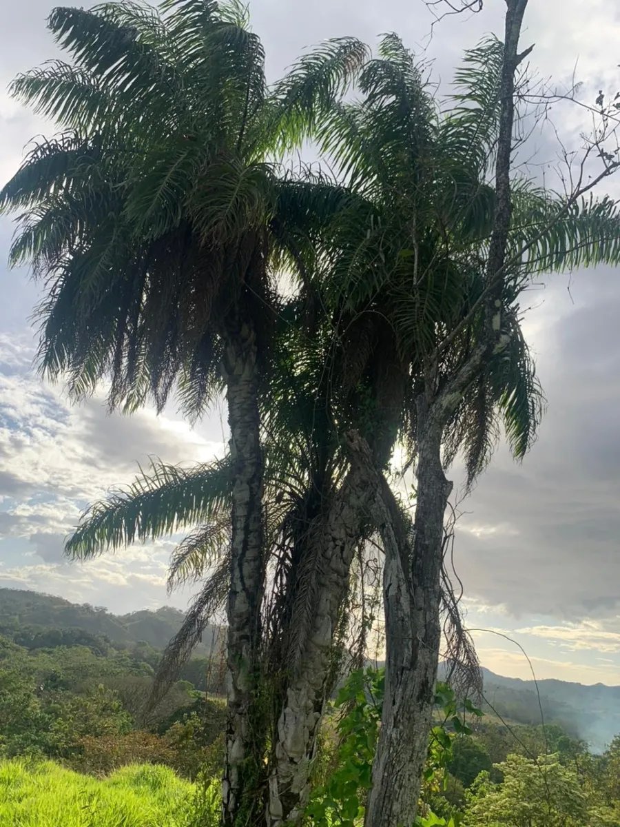 INCREDIBLE OPPORTUNITY TO BUY A LOT OF LAND FOR AN EXCELLENT PRICE. 19 HECTARES (46.95 ACRES) SAN LORENZO, VERAGUAS