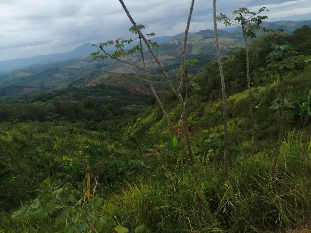 PROPERTY FOR SALE IN LAS PALMAS DE VERAGUAS, SECTOR LA PIFA.