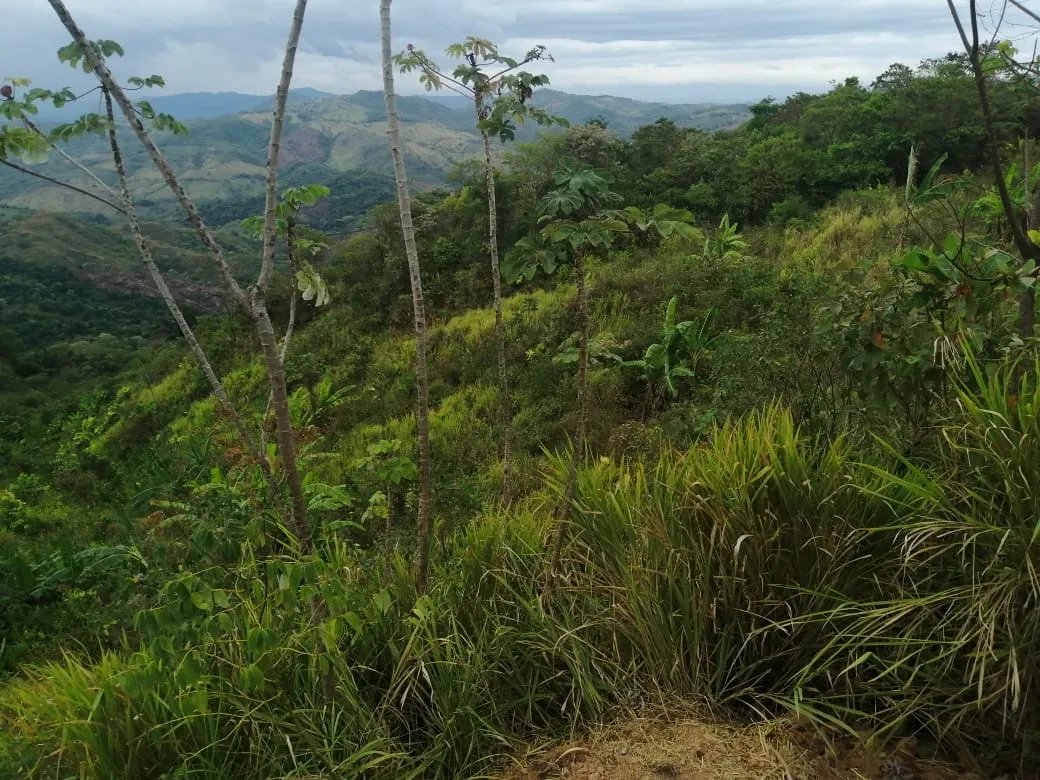 PROPERTY FOR SALE IN LAS PALMAS DE VERAGUAS, SECTOR LA PIFA.