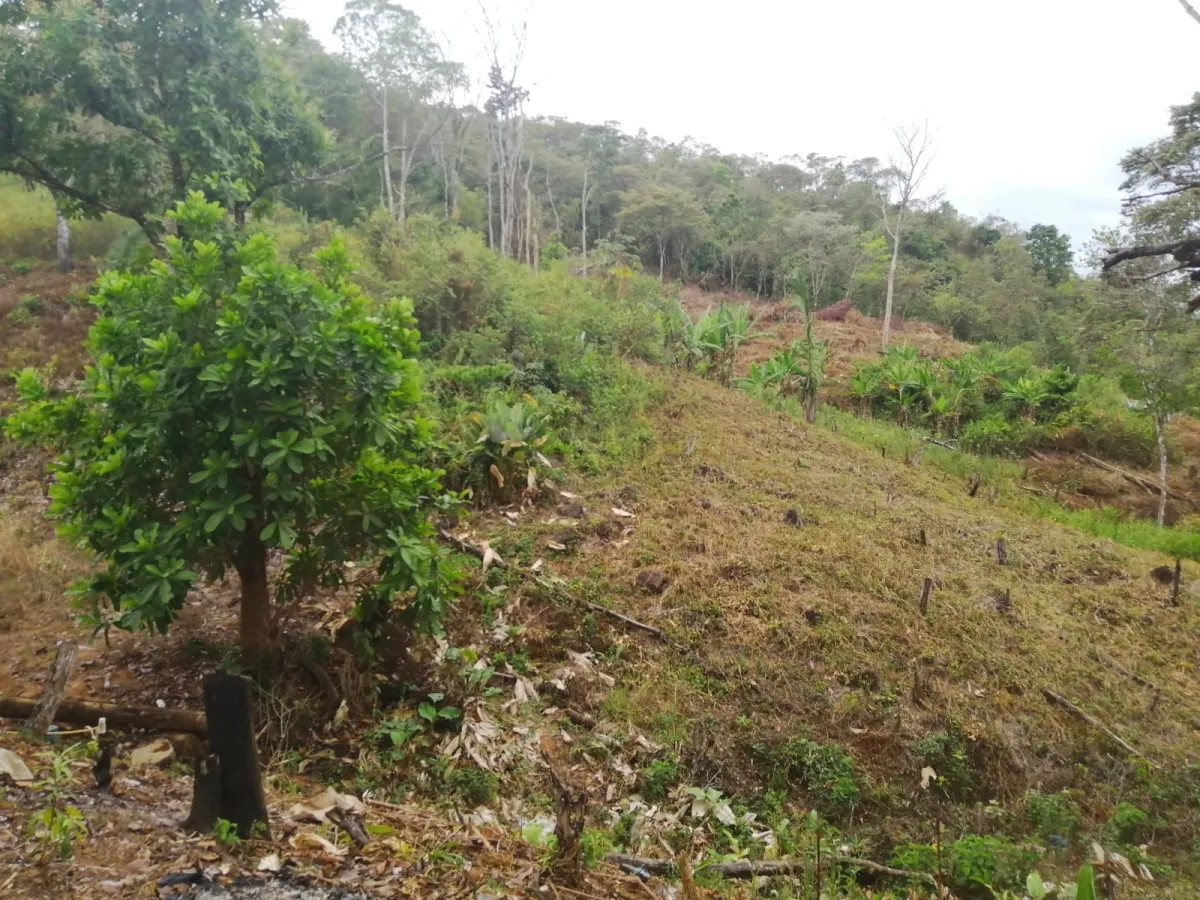 FINCA EN VENTA EN LAS PALMAS DE VERAGUAS, SECTOR LA PIFA.