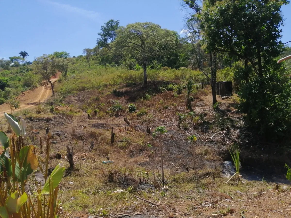 FINCA EN VENTA EN LAS PALMAS DE VERAGUAS, SECTOR LA PIFA.