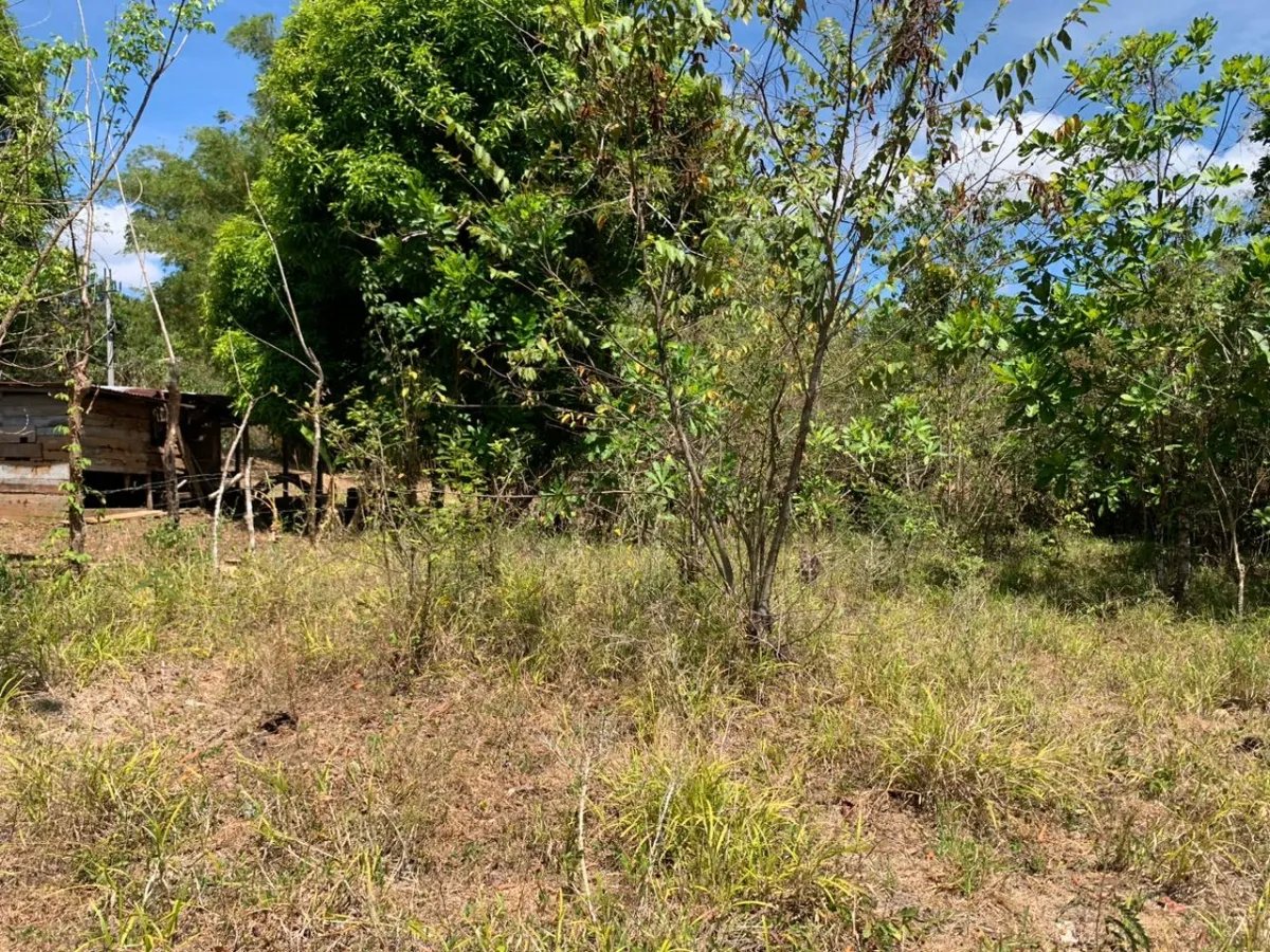 8 HECTARES PROPERTY FOR SALE (19.76 ACRES). EL TIGRE AMARRILLOS , VERA...