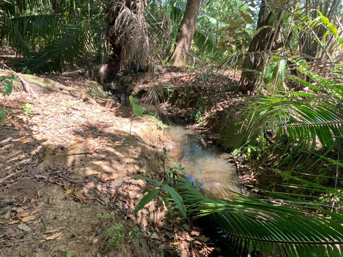 8 HECTARES PROPERTY FOR SALE (19.76 ACRES). EL TIGRE AMARRILLOS , VERAGUAS