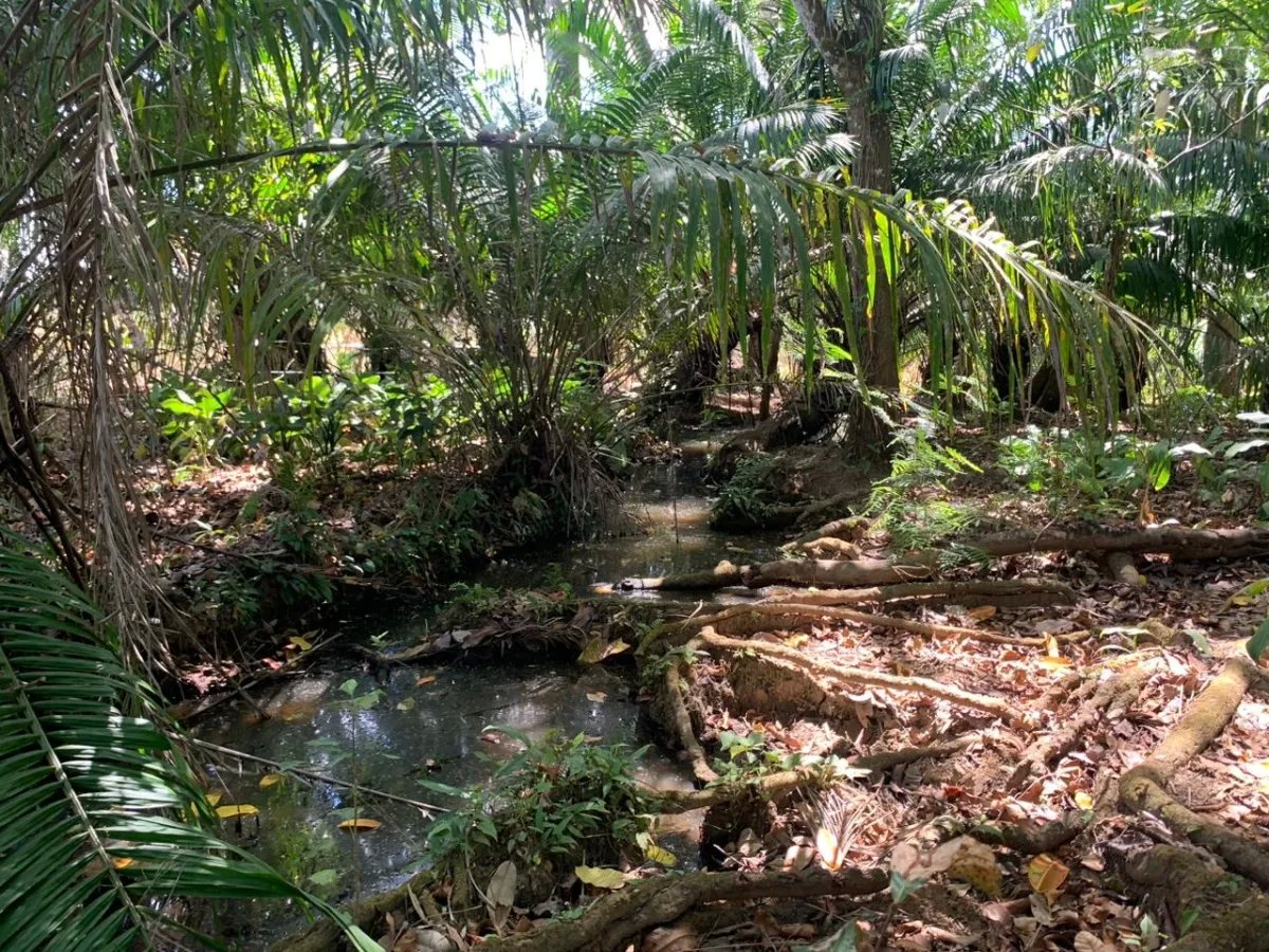 8 HECTARES PROPERTY FOR SALE (19.76 ACRES). EL TIGRE AMARRILLOS , VERAGUAS