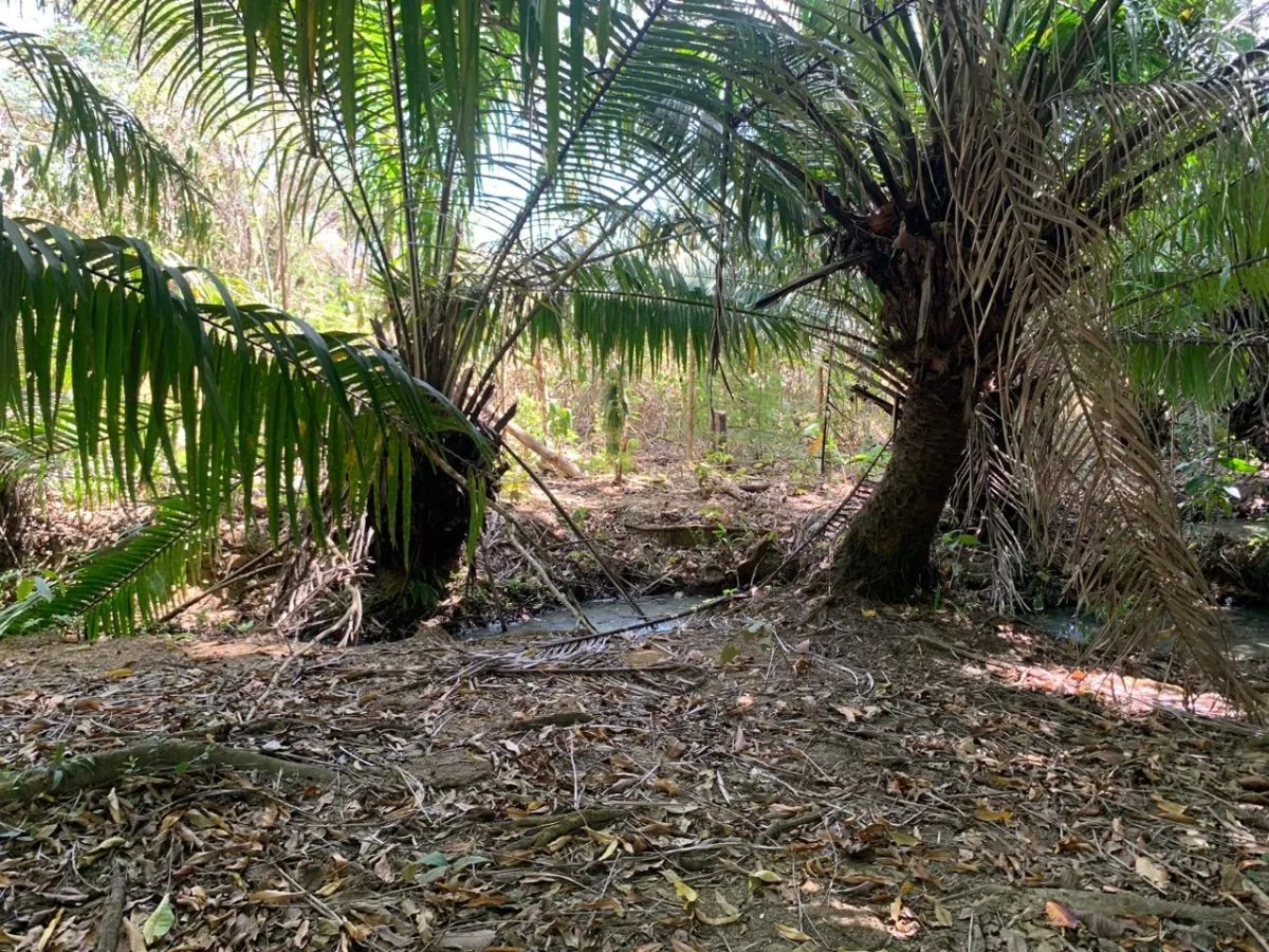 8 HECTARES PROPERTY FOR SALE (19.76 ACRES). EL TIGRE AMARRILLOS , VERAGUAS