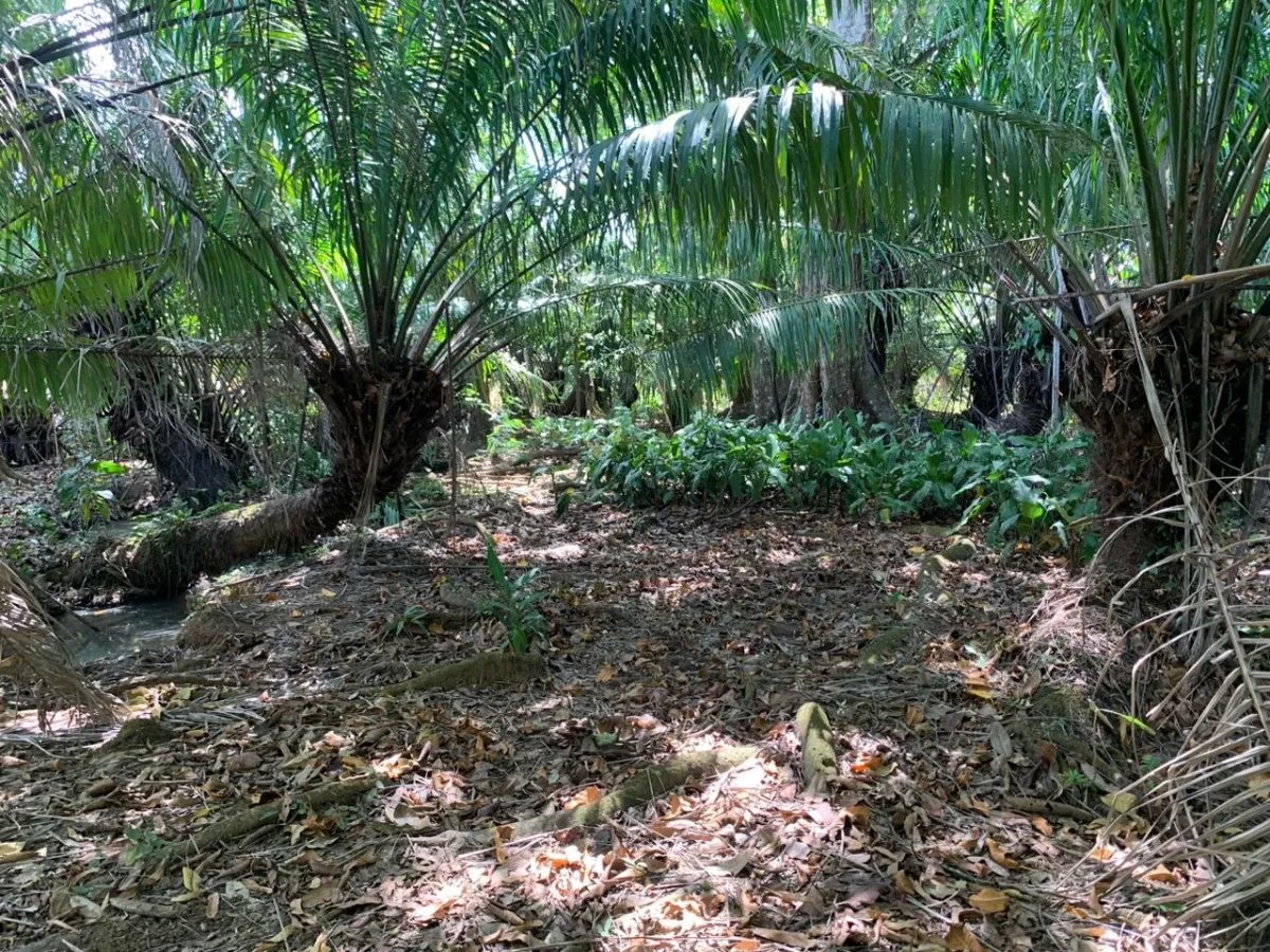 8 HECTARES PROPERTY FOR SALE (19.76 ACRES). EL TIGRE AMARRILLOS , VERAGUAS