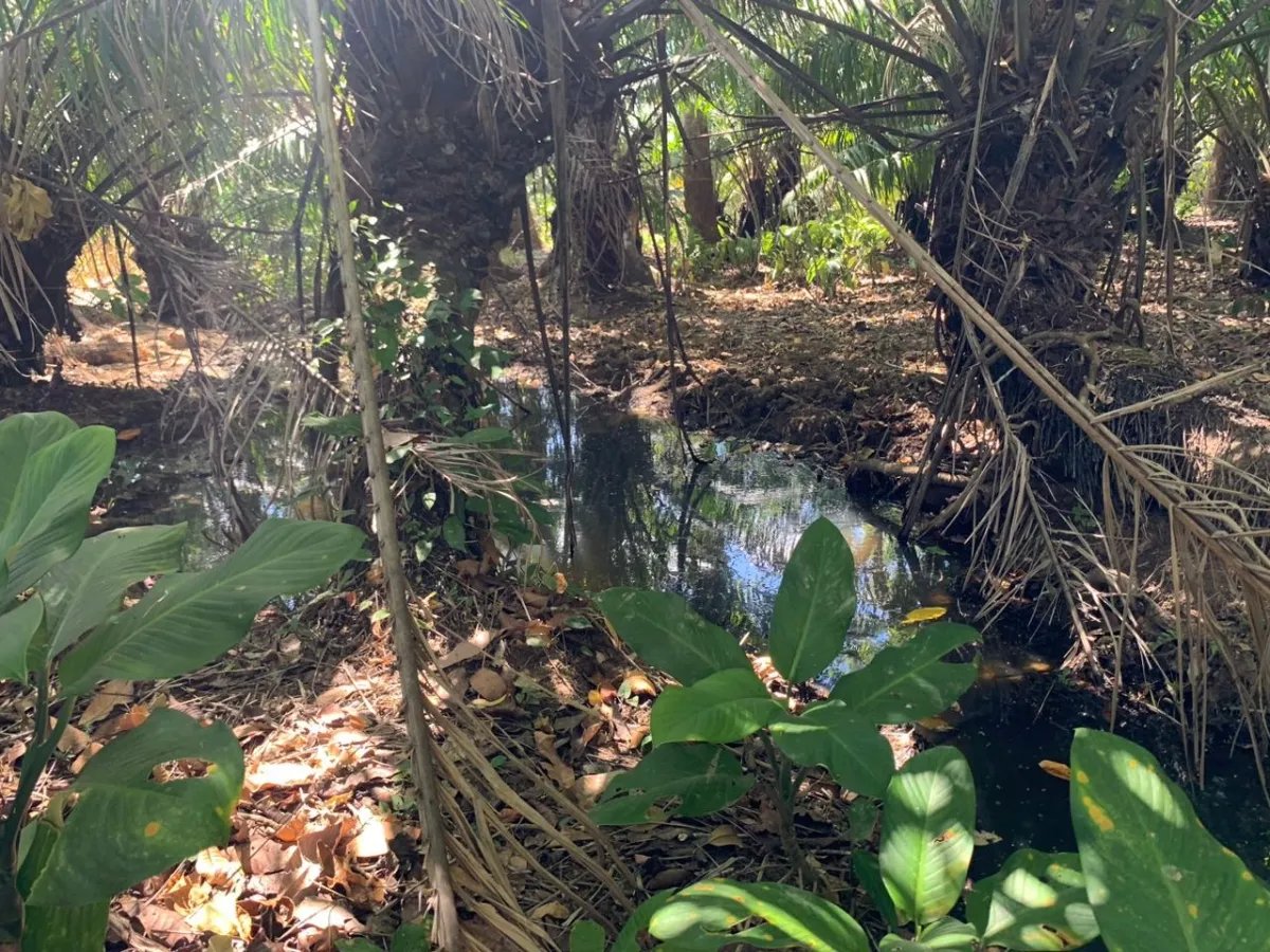 8 HECTARES PROPERTY FOR SALE (19.76 ACRES). EL TIGRE AMARRILLOS , VERAGUAS