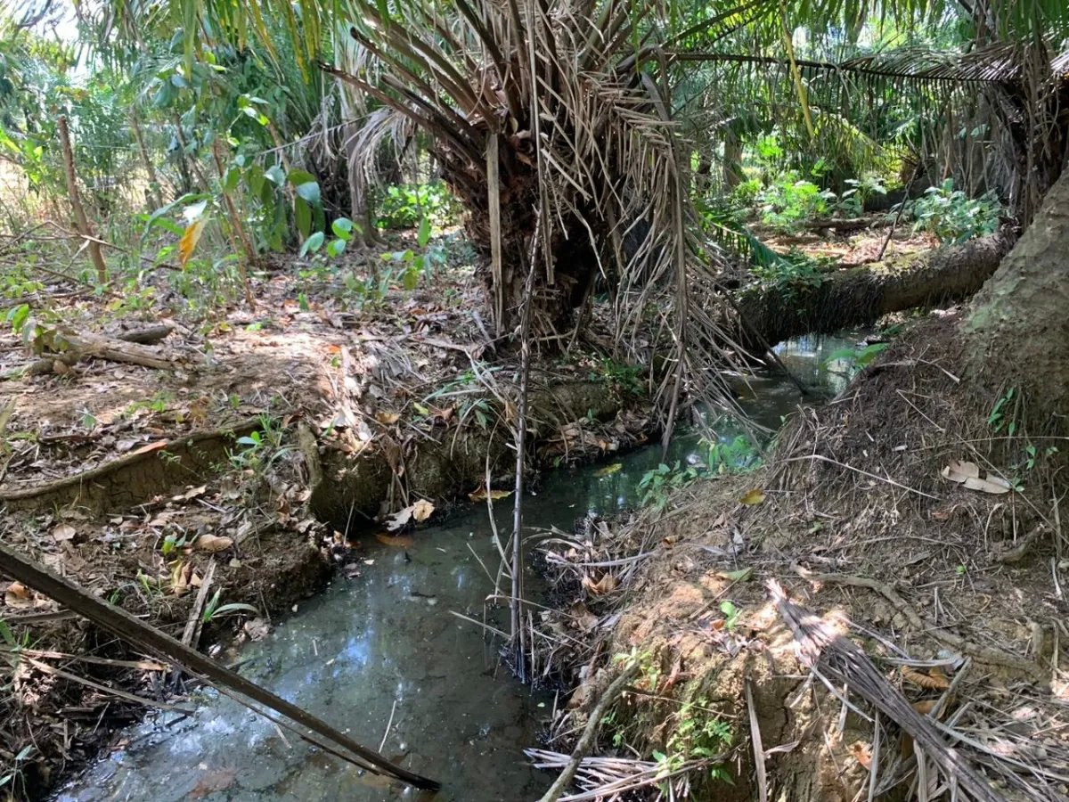 8 HECTARES PROPERTY FOR SALE (19.76 ACRES). EL TIGRE AMARRILLOS , VERAGUAS