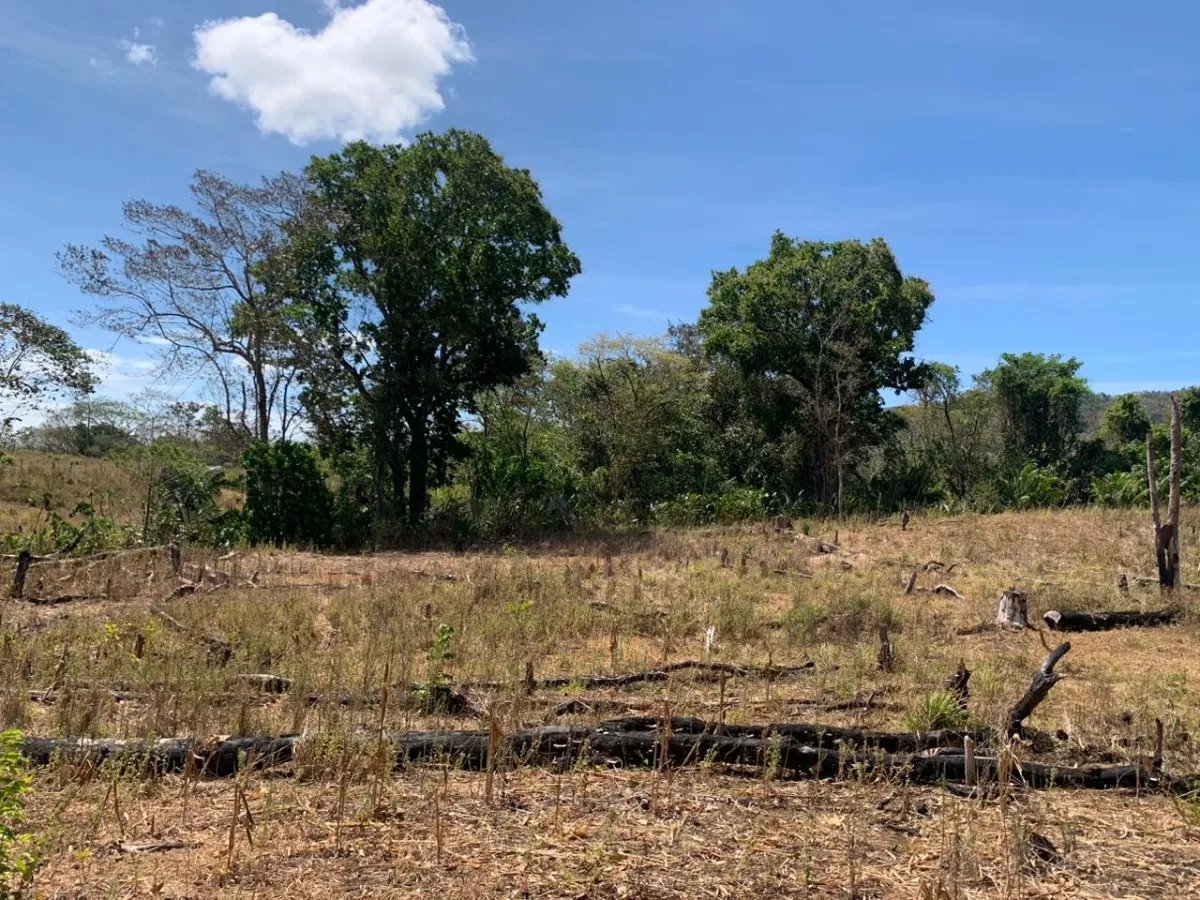 8 HECTARES PROPERTY FOR SALE (19.76 ACRES). EL TIGRE AMARRILLOS , VERAGUAS
