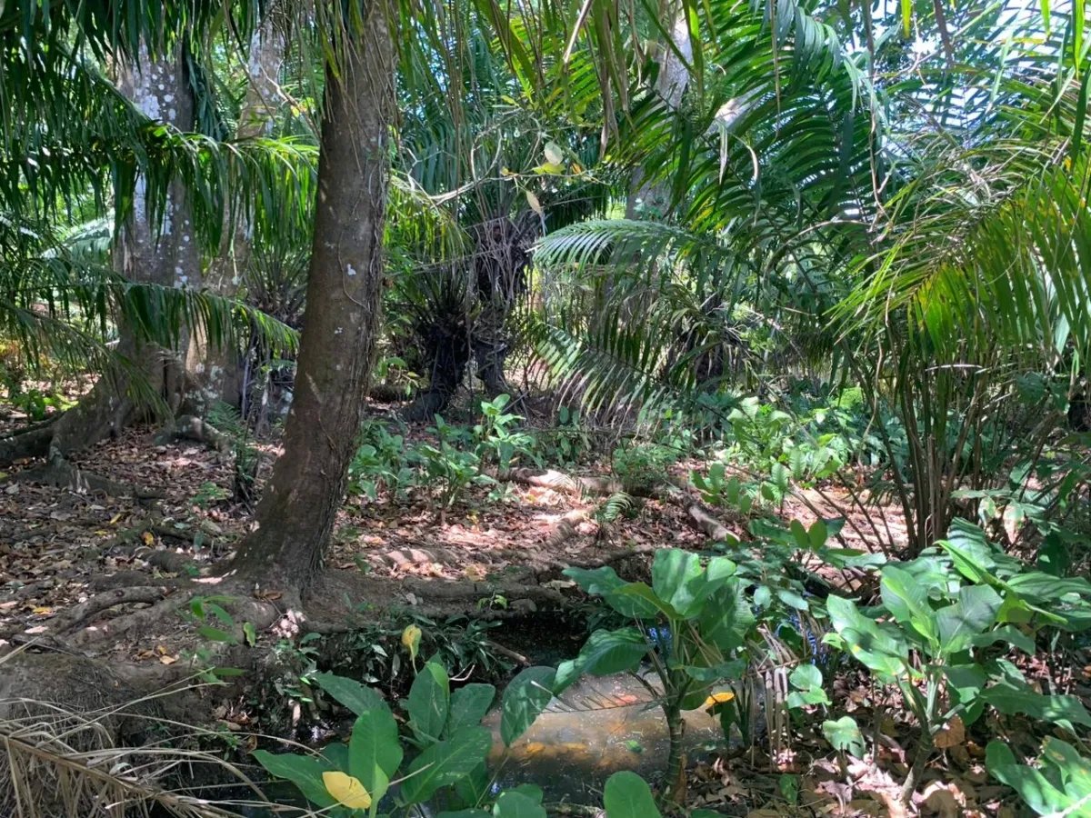 8 HECTARES PROPERTY FOR SALE (19.76 ACRES). EL TIGRE AMARRILLOS , VERAGUAS