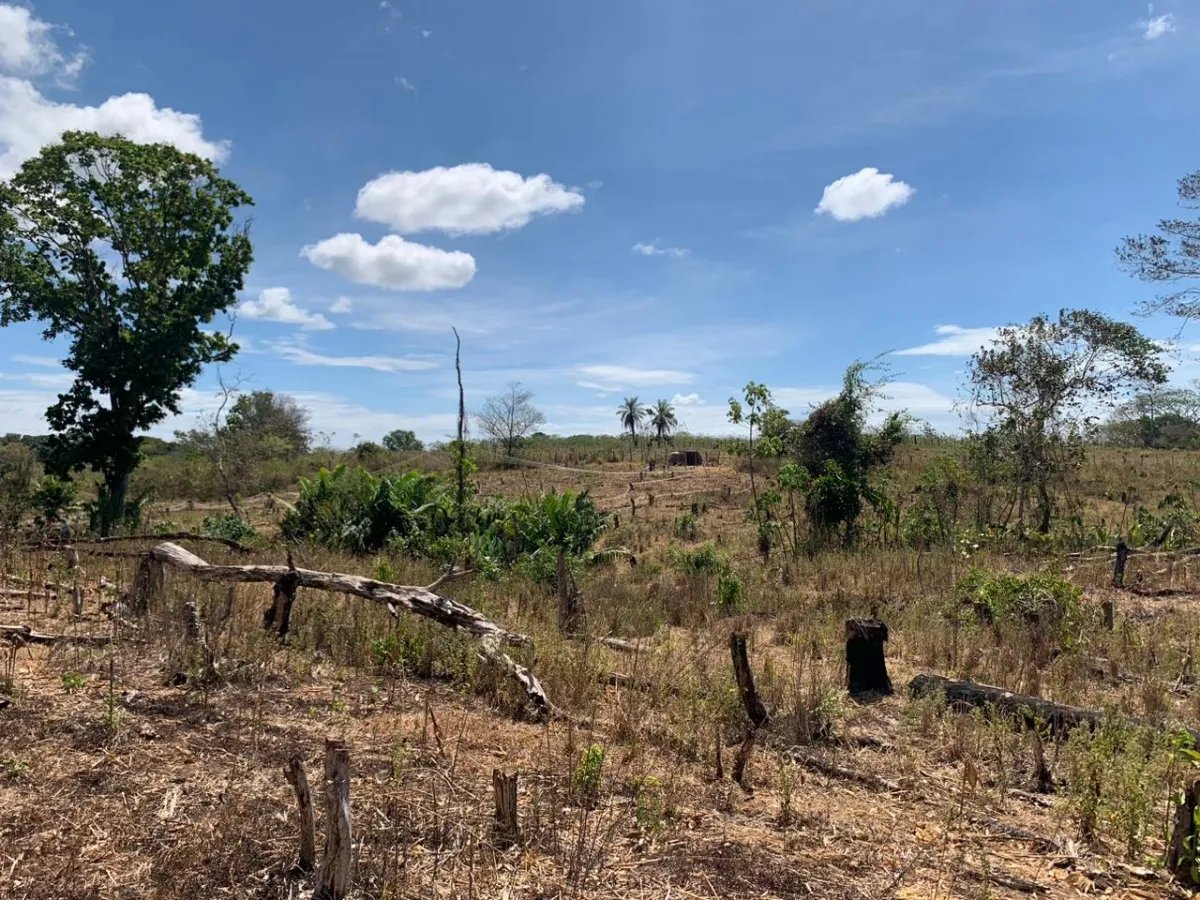 8 HECTARES PROPERTY FOR SALE (19.76 ACRES). EL TIGRE AMARRILLOS , VERAGUAS