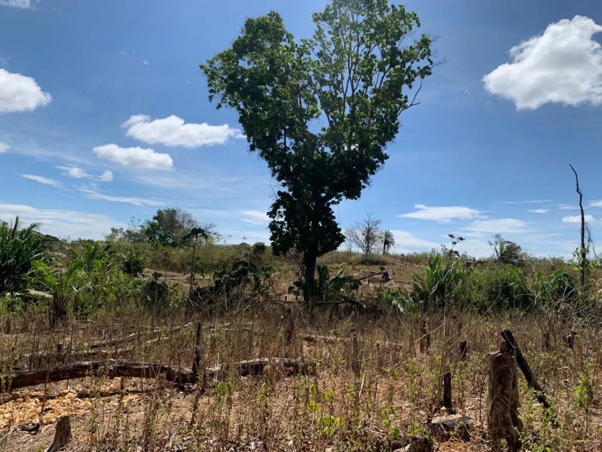 8 HECTARES PROPERTY FOR SALE (19.76 ACRES). EL TIGRE AMARRILLOS , VERAGUAS