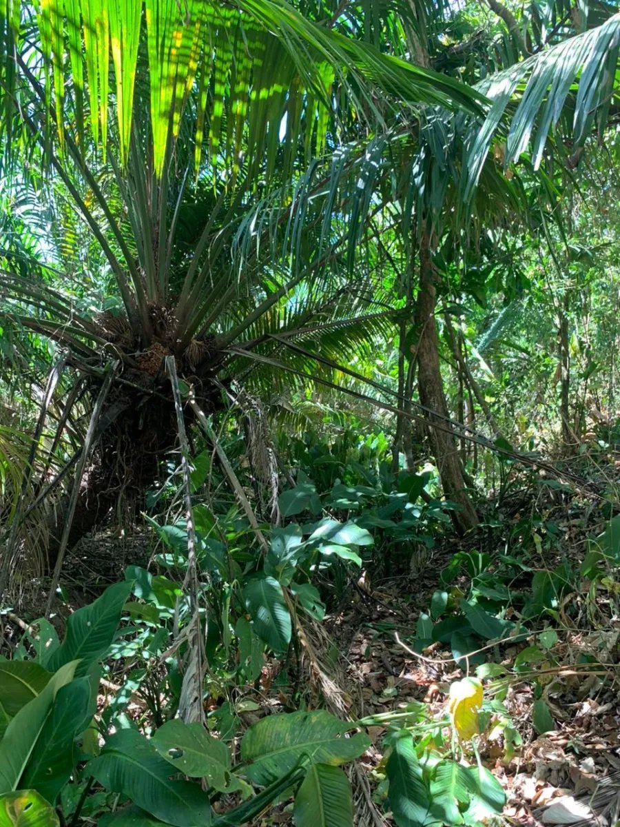 8 HECTARES PROPERTY FOR SALE (19.76 ACRES). EL TIGRE AMARRILLOS , VERAGUAS