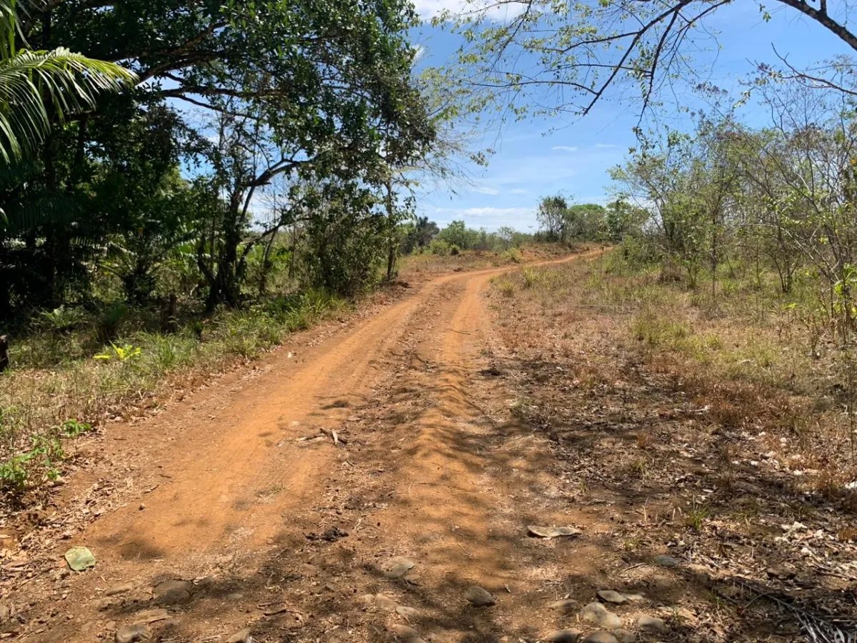 8 HECTARES PROPERTY FOR SALE (19.76 ACRES). EL TIGRE AMARRILLOS , VERAGUAS
