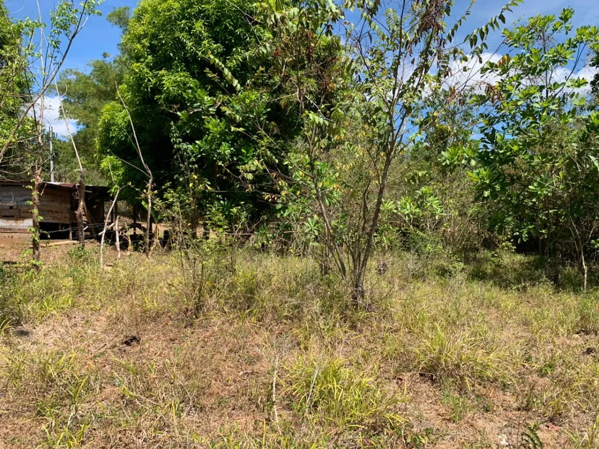 SE VENDE PROPIEDAD DE 8 HECTAREAS ( 19.76 ACRES). EL TIGRE AMARRILLOS ...