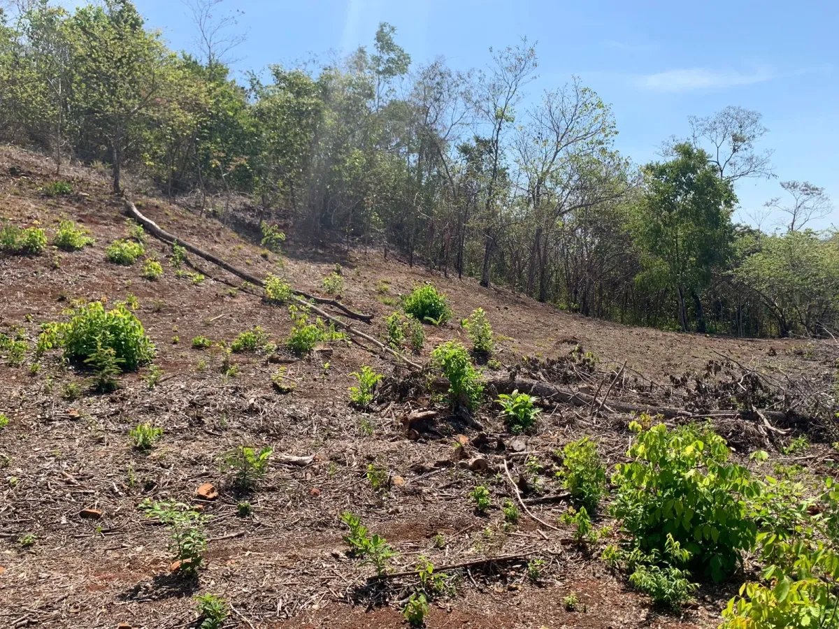 OCEAN VIEW PROPERTY IN SANTA CATALINA (LAGARTERO AREA), OF 1.2 HECTARES (2.9 ACRES) - BARGAIN PRICE