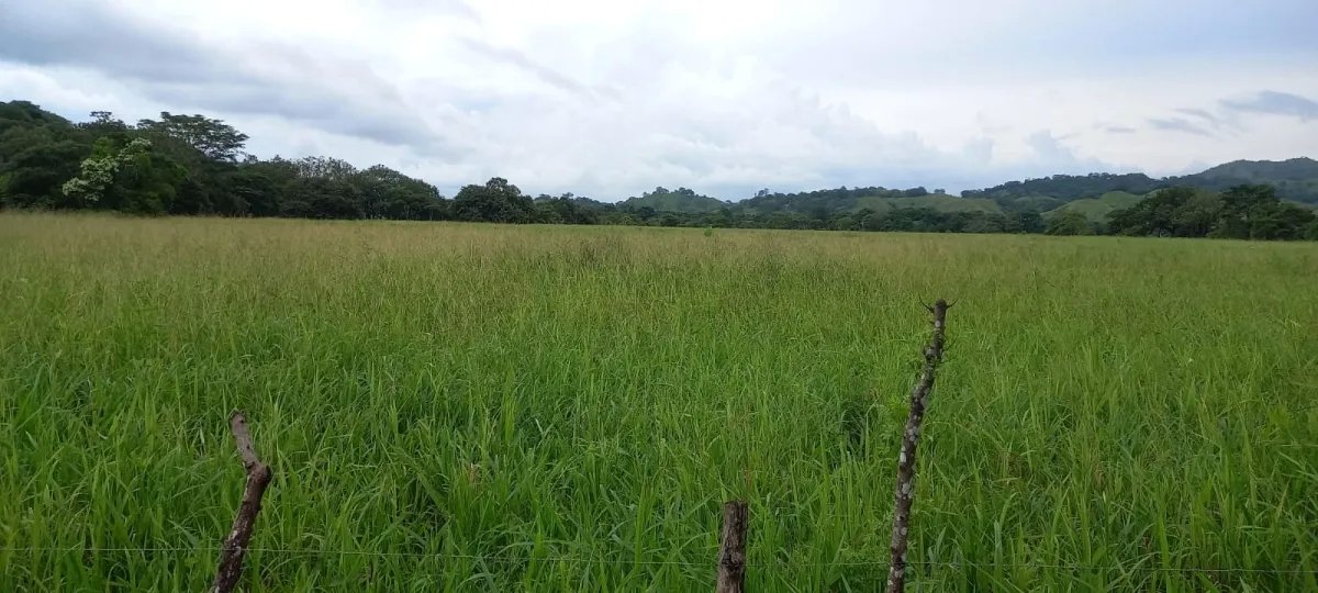 FOR SALE PROPERTY OF ALMOST 13 HECTARES (32.12 ACRES). GUANICO ABAJO, ...