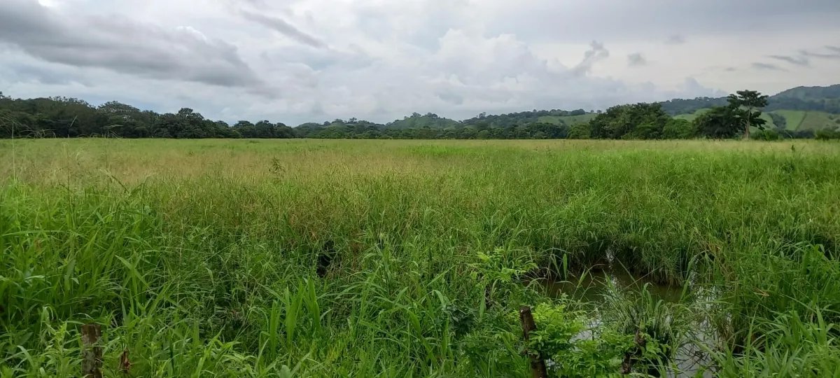 FOR SALE PROPERTY OF ALMOST 13 HECTARES (32.12 ACRES). GUANICO ABAJO, ...