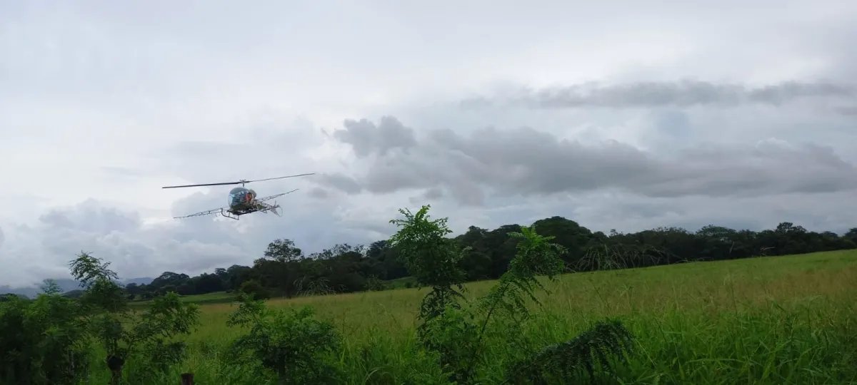 FOR SALE PROPERTY OF ALMOST 13 HECTARES (32.12 ACRES). GUANICO ABAJO, LOS SANTOS.