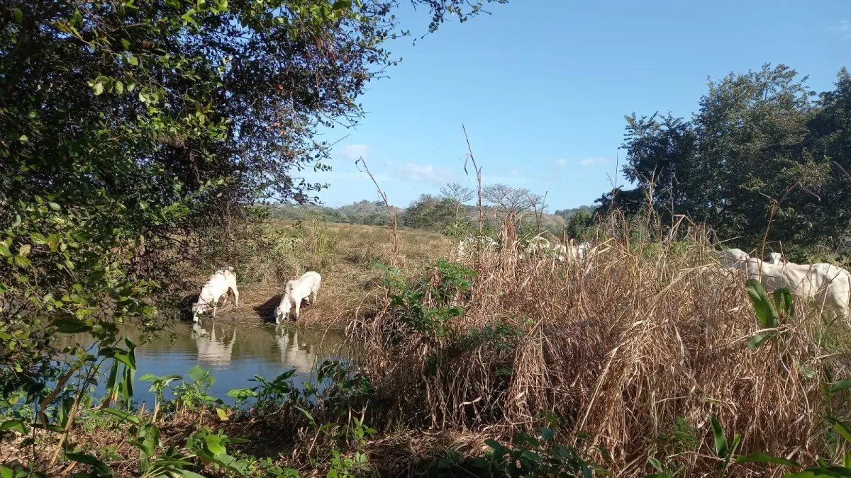 FOR SALE PROPERTY OF ALMOST 13 HECTARES (32.12 ACRES). GUANICO ABAJO, LOS SANTOS.