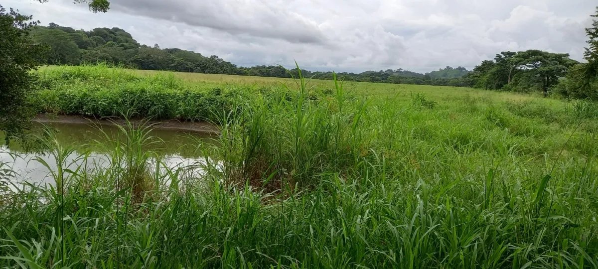 FOR SALE PROPERTY OF ALMOST 13 HECTARES (32.12 ACRES). GUANICO ABAJO, LOS SANTOS.