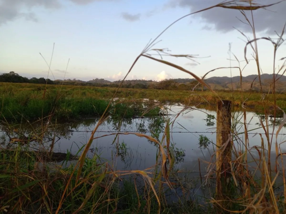 FOR SALE PROPERTY OF ALMOST 13 HECTARES (32.12 ACRES). GUANICO ABAJO, LOS SANTOS.