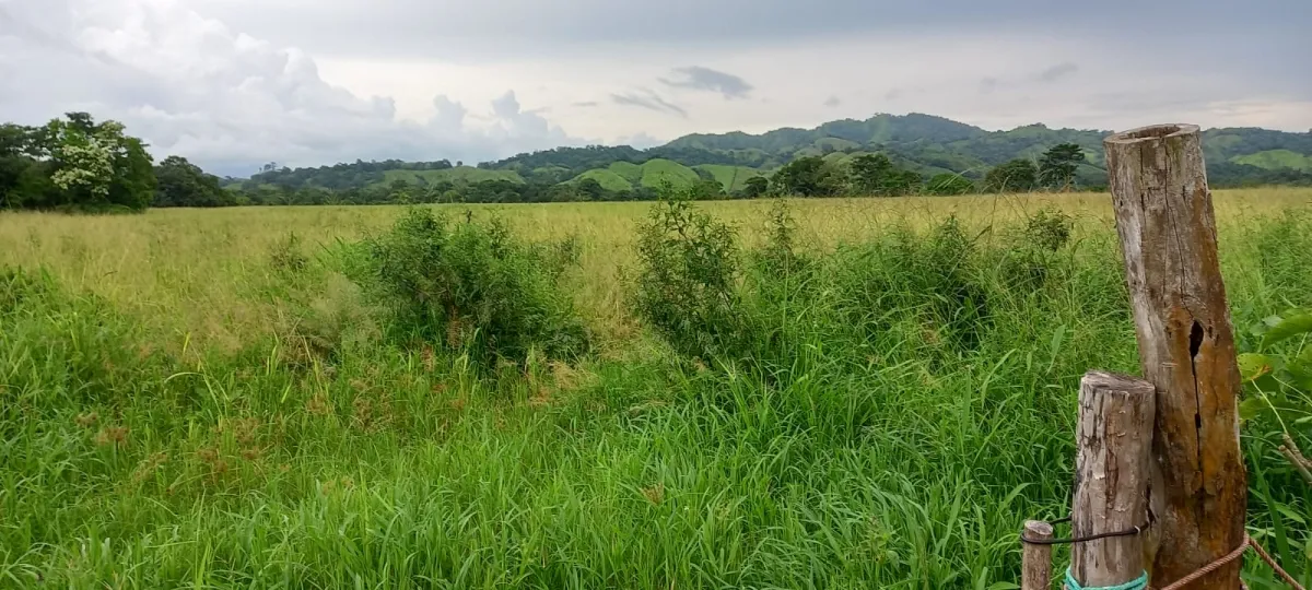 Terreno/Granja en Venta en Los Santos