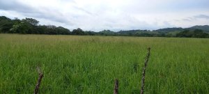 FOR SALE PROPERTY OF ALMOST 13 HECTARES ...