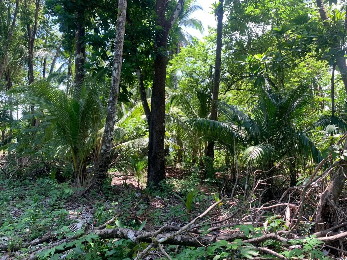 ONE HECTARE OF PROPERTY FOR SALE, ON THE ISLAND OF CEBACO, IN FRONT OF...