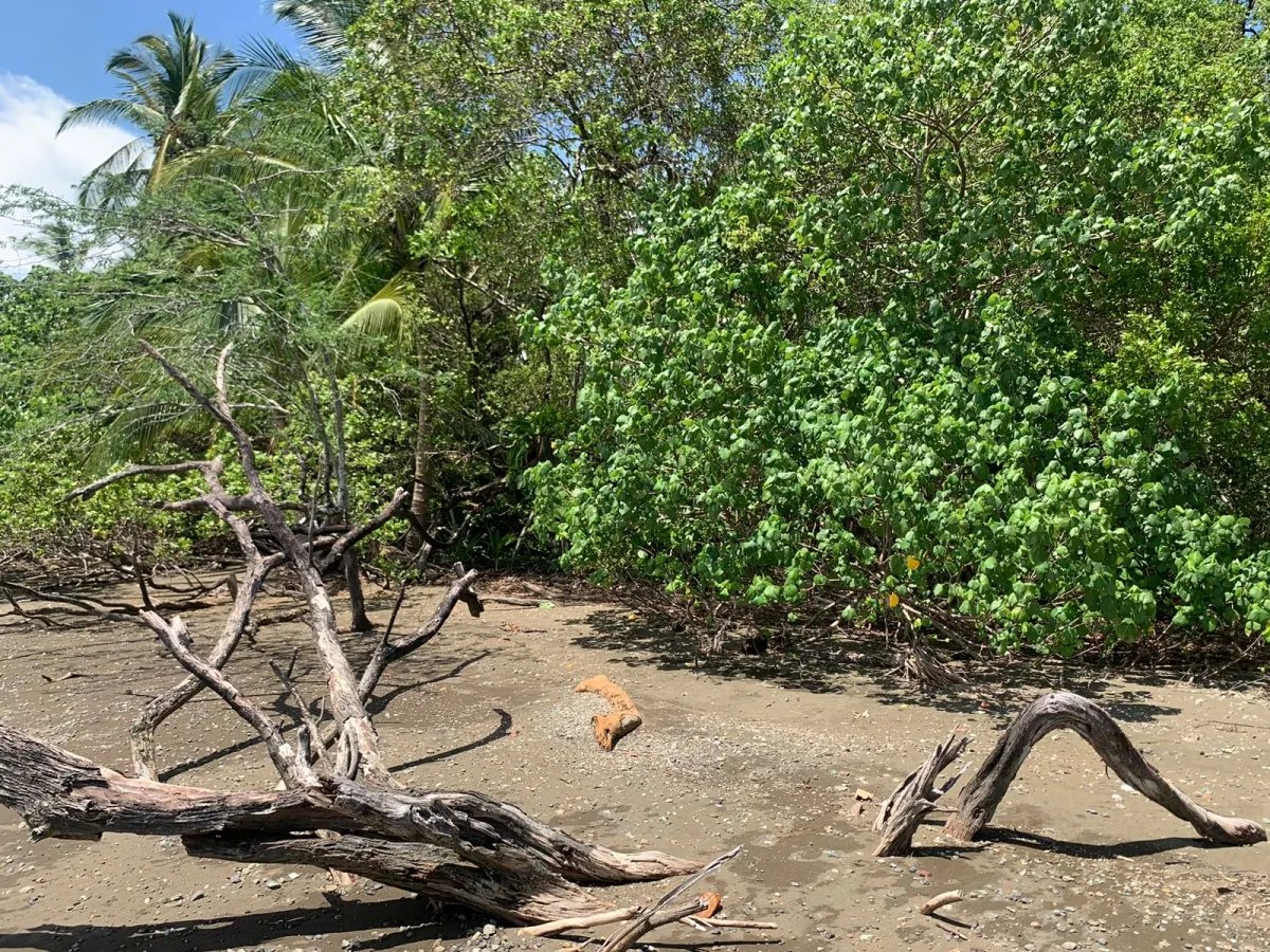 ONE HECTARE OF PROPERTY FOR SALE, ON THE ISLAND OF CEBACO, IN FRONT OF THE SEA.