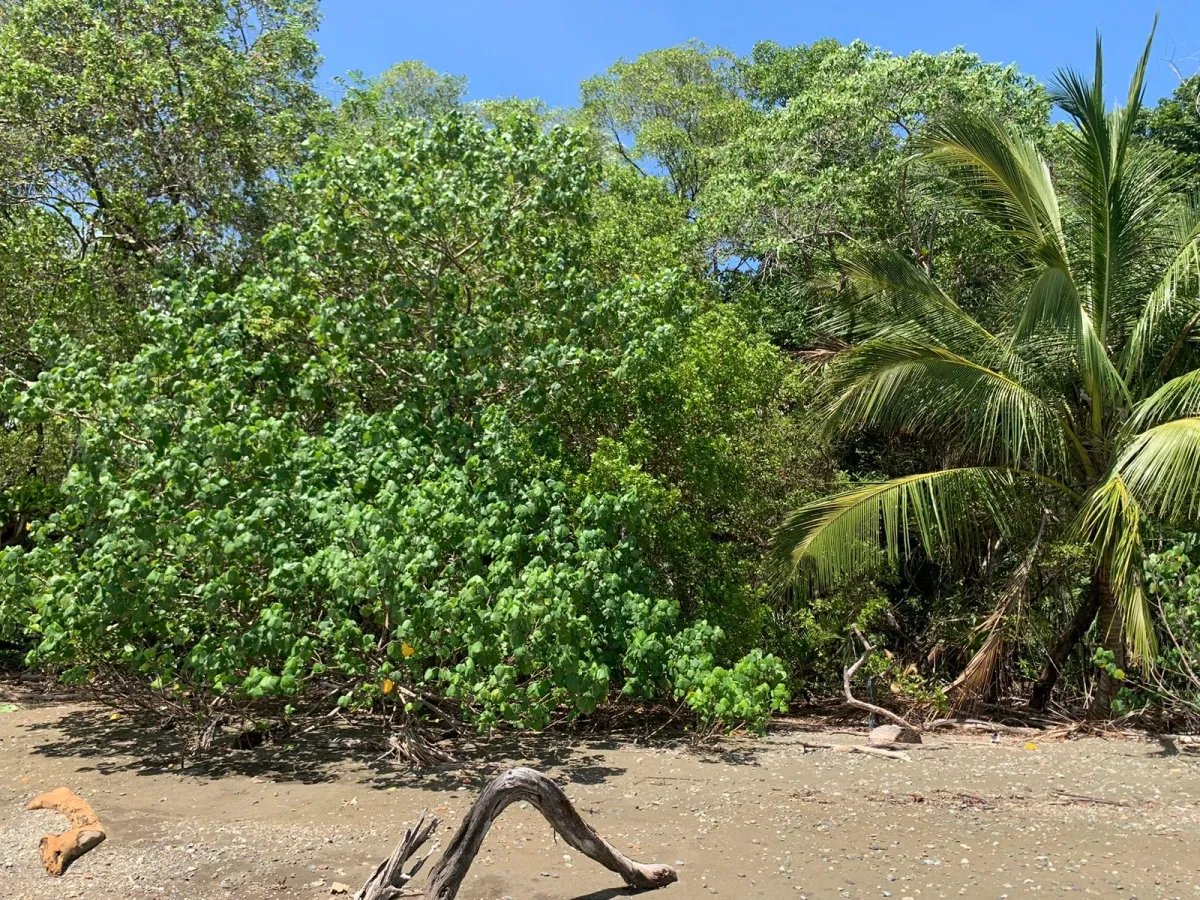ONE HECTARE OF PROPERTY FOR SALE, ON THE ISLAND OF CEBACO, IN FRONT OF THE SEA.