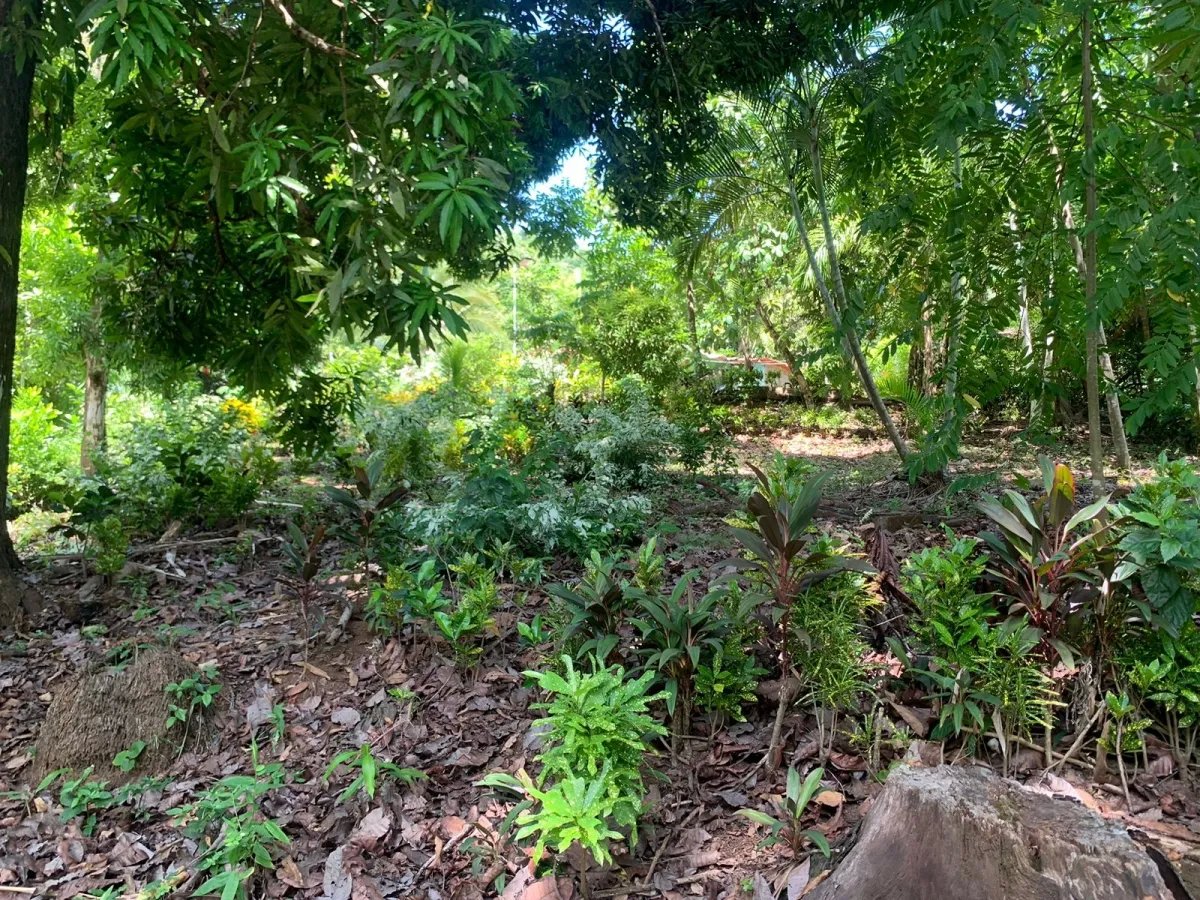 ONE HECTARE OF PROPERTY FOR SALE, ON THE ISLAND OF CEBACO, IN FRONT OF THE SEA.