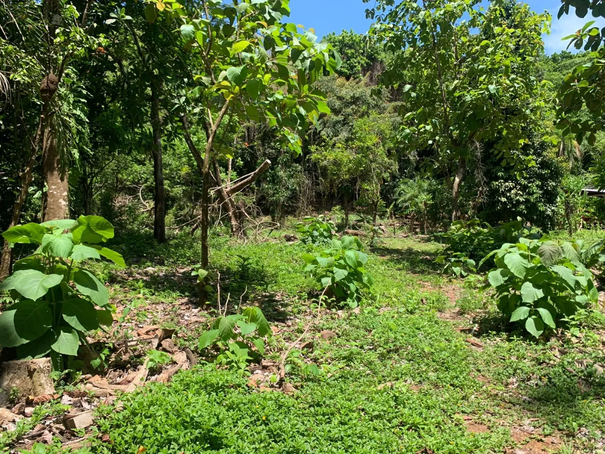 UNA HECTAREA DE PROPIEDAD EN VENTA, EN LA ISLA DE CEBACO, FRENTE AL MAR.