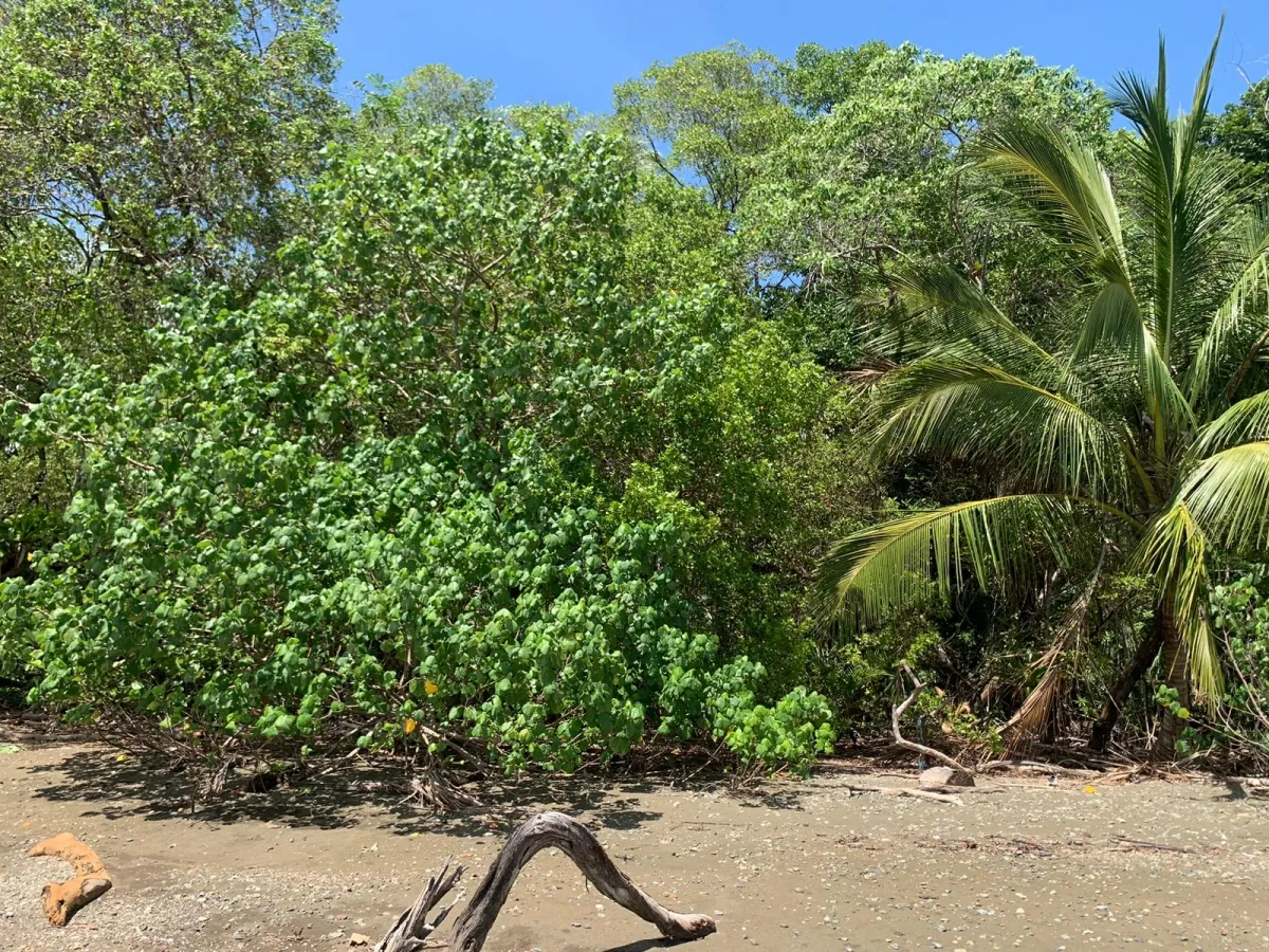 UNA HECTAREA DE PROPIEDAD EN VENTA, EN LA ISLA DE CEBACO, FRENTE AL MAR.