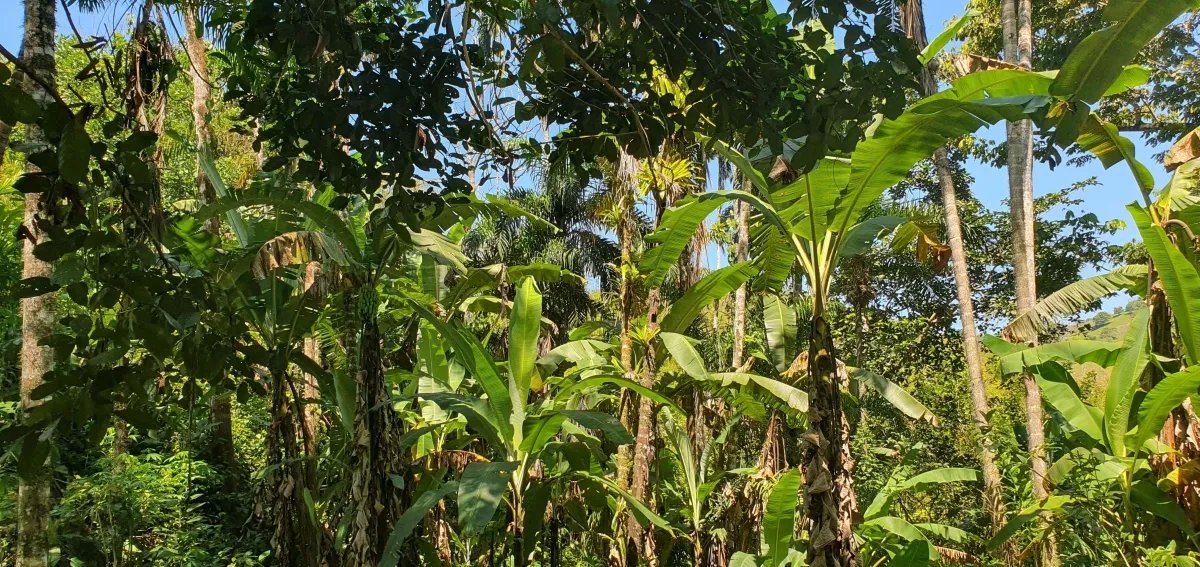 Enjoy the best of a tropical landscape, a property with its own fresh water source!