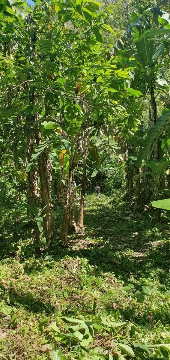 Enjoy the best of a tropical landscape, a property with its own fresh water source!