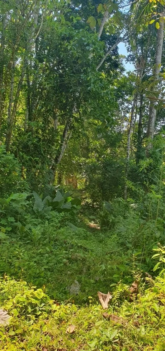 Enjoy the best of a tropical landscape, a property with its own fresh water source!