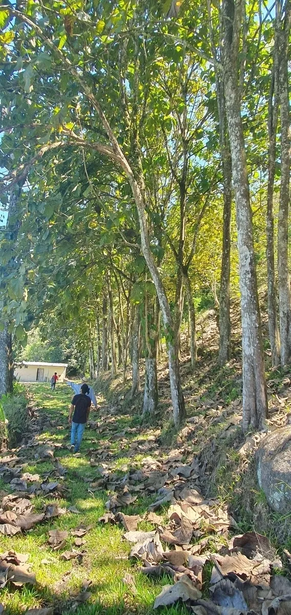 Disfrute de lo mejor de un paisaje tropical, ¡una propiedad con su propia fuente de agua dulce!