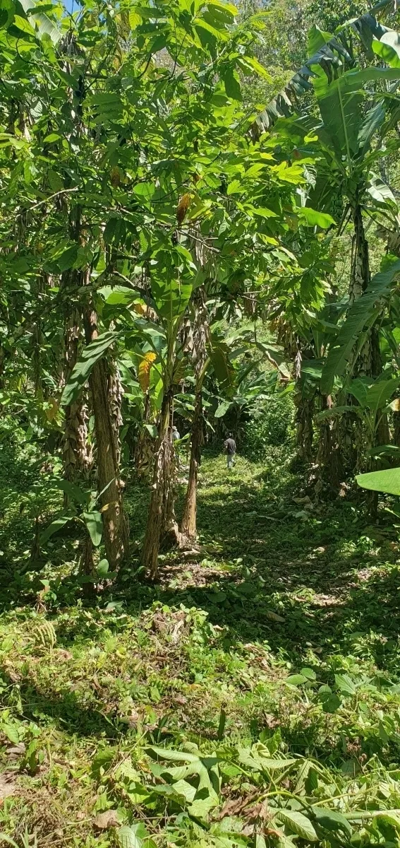 Disfrute de lo mejor de un paisaje tropical, ¡una propiedad con su propia fuente de agua dulce!