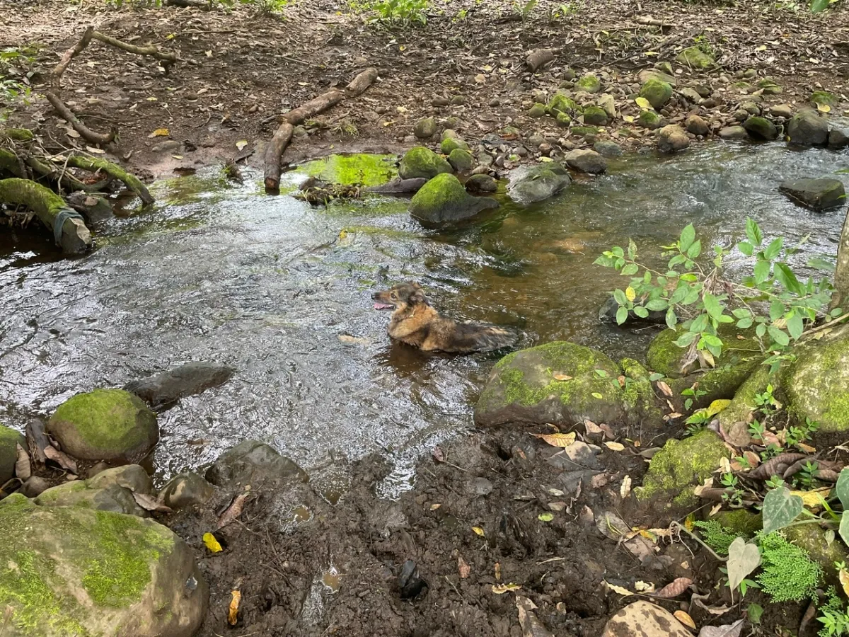 3 lotes románticos cerca de dolega, boquete