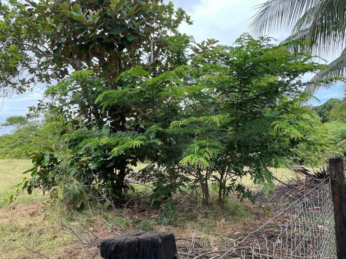 1-hectare lot ready to build on