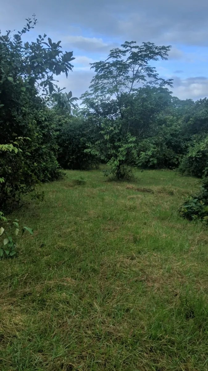 1-hectare lot ready to build on