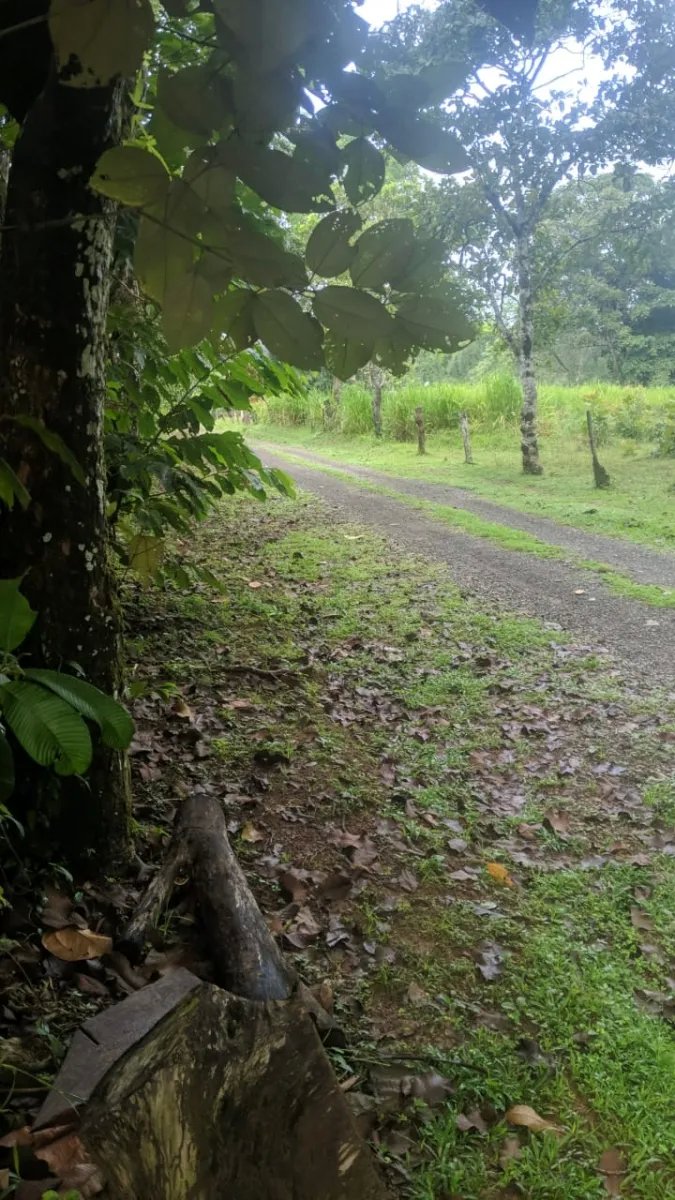 1-hectare lot ready to build on