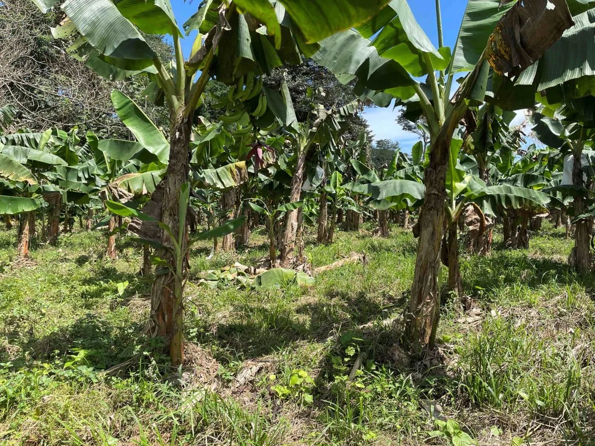 Plantación de cacao y plátano - 1464 hectáreas de tierra fértil en Cua...