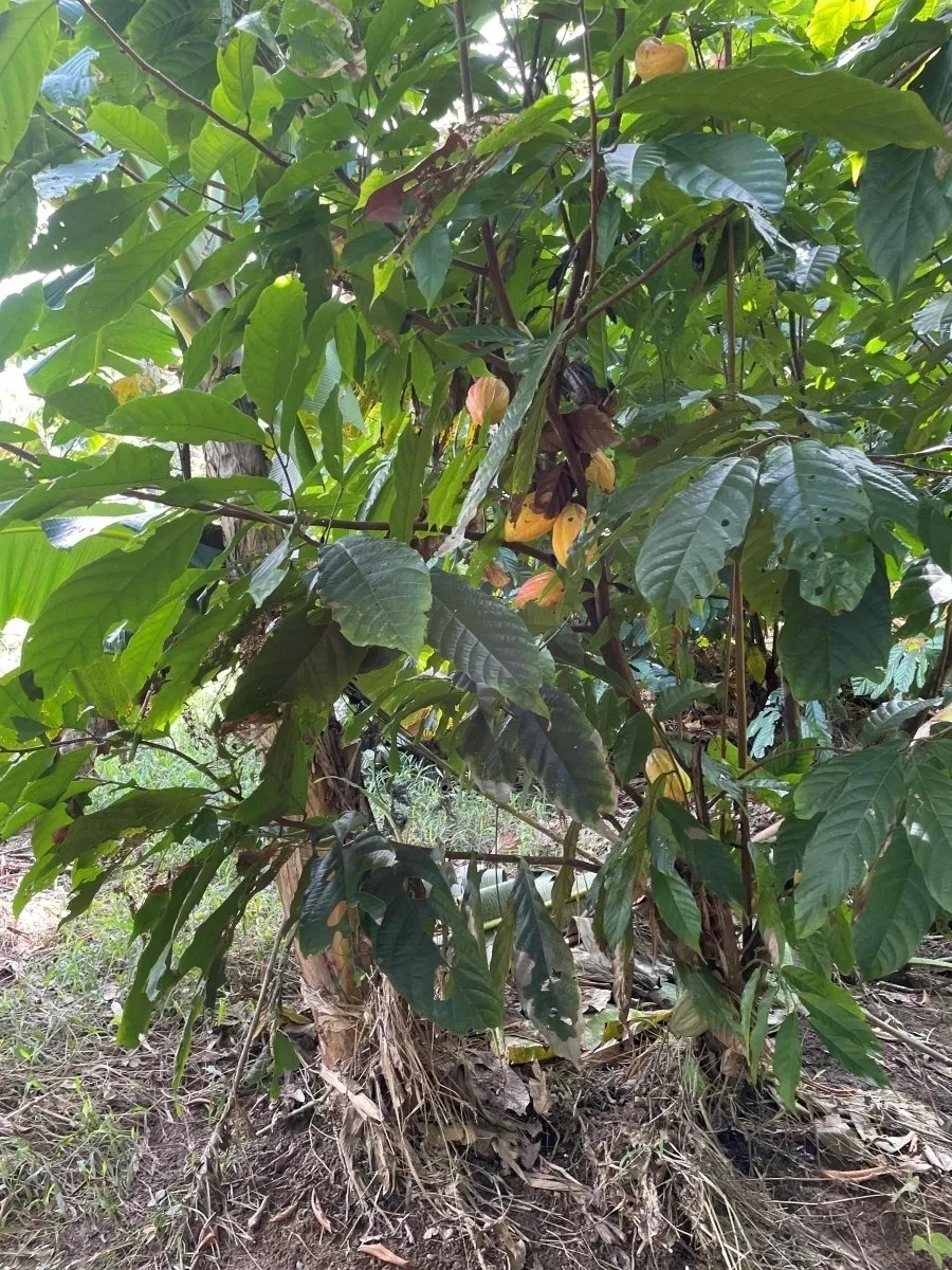 Plantación de cacao y plátano - 1464 hectáreas de tierra fértil en Cua...