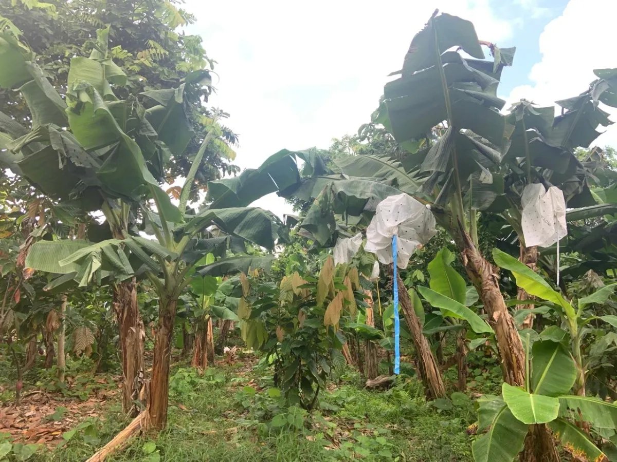 Cocoa and plantain plantation - 1464 hectares fertile land in Cuango