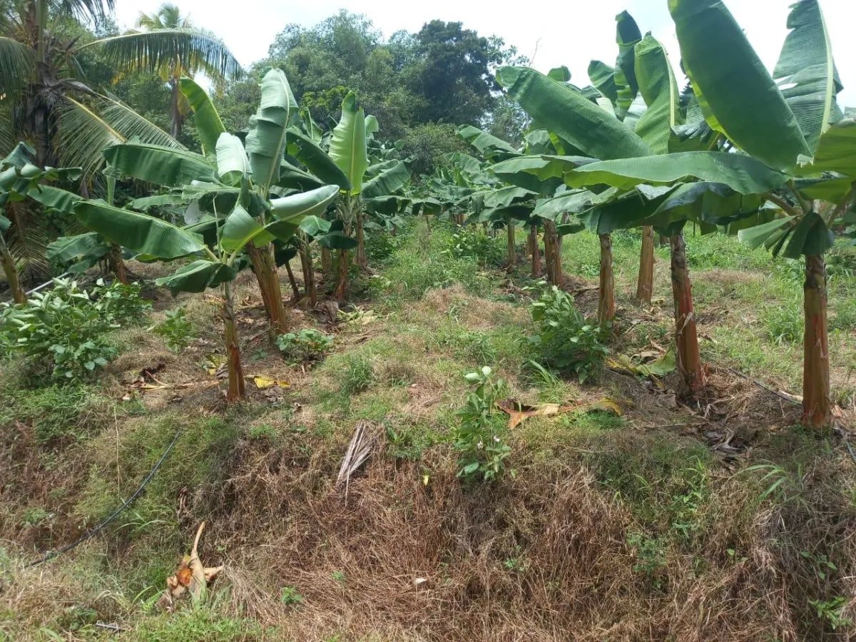 Cocoa and plantain plantation - 1464 hectares fertile land in Cuango