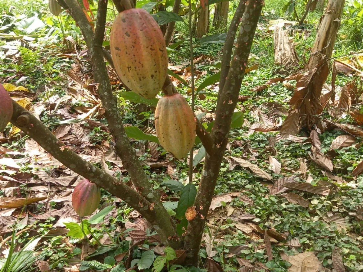 Cocoa and plantain plantation - 1464 hectares fertile land in Cuango